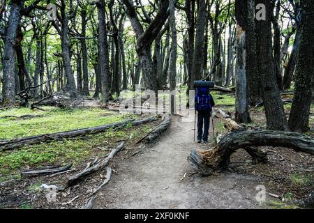 Südlicher Buchenwald, -Lenga-, Nothofagus pumilio, El Chalten, Los Glaciares Nationalpark, republica Argentina, Patagonien, Südamerika. Stockfoto