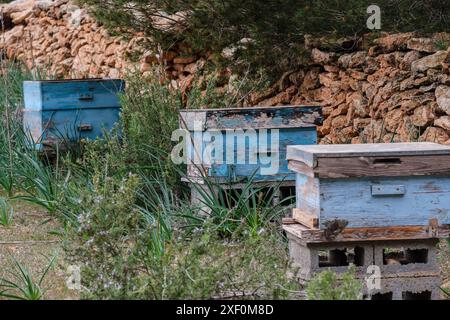 Honigwaben, La Mola Wald, Formentera, Pitiusas Inseln, Balearen Gemeinschaft, Spanien. Stockfoto