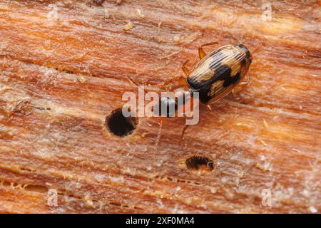 Bodenkäfer (Phloeoxena signata) Stockfoto