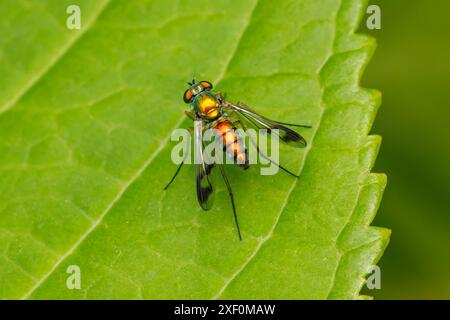 Langarmfliege (Condylostylus sp.) - Weiblich Stockfoto