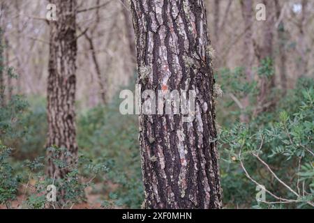 Wald von La Mola, Formentera, Pitiusas-Inseln, Balearen, Spanien. Stockfoto