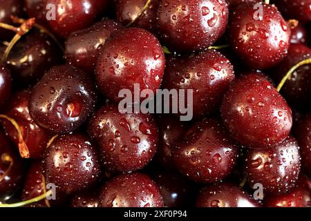 Kirschbeeren Nahaufnahme. Feuchte süße, reife Kirschen. Hintergrund. Dunkelrote Kirschen mit grünen Stielen, bedeckt mit feinen Spritzern Wasser. Sommerbeeren, Stockfoto