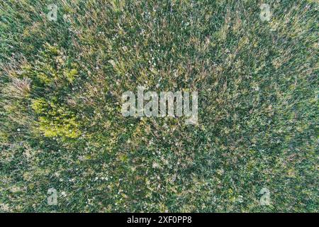 Hintergrundstruktur des Fotos, grünes Feld und Gras, Luftaufnahme von einer Drohne. Stockfoto