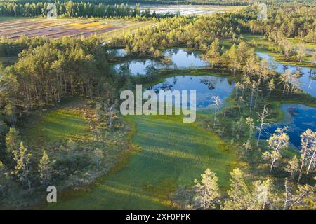 Estnische berühmte Sumpf Viru am Sommertag, Drohnenfoto aus der Vogelperspektive. Stockfoto