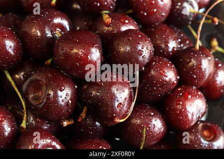 Kirschbeeren Nahaufnahme. Feuchte süße, reife Kirschen. Hintergrund. Dunkelrote Kirschen mit grünen Stielen, bedeckt mit feinen Spritzern Wasser. Sommerbeeren, Stockfoto