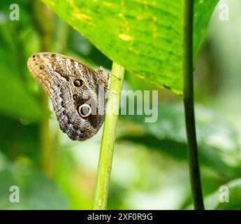 EulenSchmetterling auf einer Pflanze, Flügel geschlossen. Puerto Misahualli, Ecuador Stockfoto