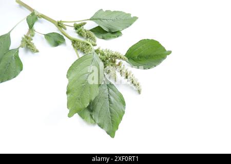 Zweige grüner Quinoa mit Samen auf weißem Hintergrund. Stockfoto