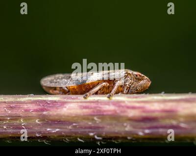 Nahaufnahme eines auf einem Pflanzenstiel aufliegenden Blattrichtungsbehälters Stockfoto