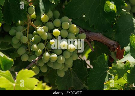 Trauben, die auf der Weinrebe Reifen, Alcoy, Spanien Stockfoto