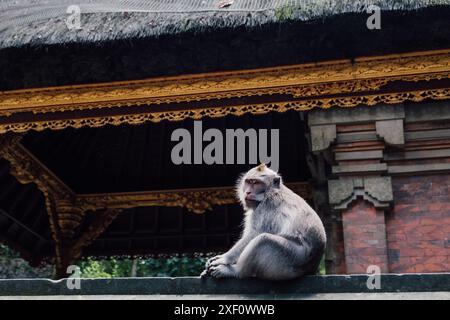 Ein Affe, der an einer Wand eines Tempels in Bali sitzt Stockfoto