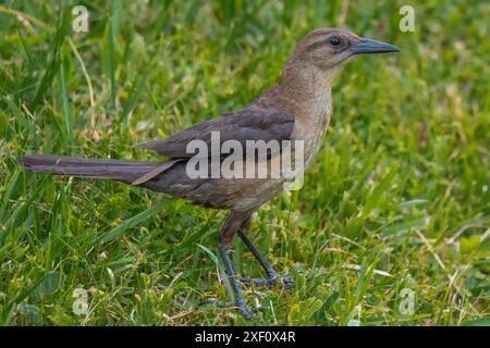 Boot-Tail Grackle Weibchen im Gras Stockfoto