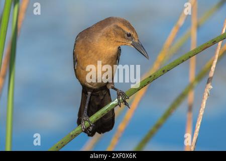 Boot-Tail-Grackle auf Gras Stockfoto