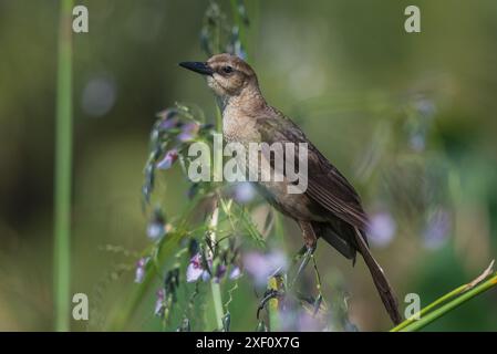 Boot-Tail Grackle Weibchen auf einer blühenden Pflanze Stockfoto