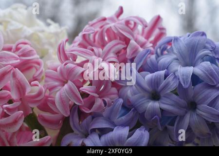 Ein Frühlingsstrauß aus Hyazinthen in drei Farben. Fokus auf den Vordergrund, verschwommener Hintergrund. Stockfoto