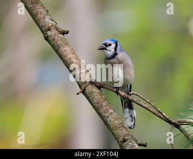 Blue Jay hockte auf einem Baumprofil zur Kamera Stockfoto