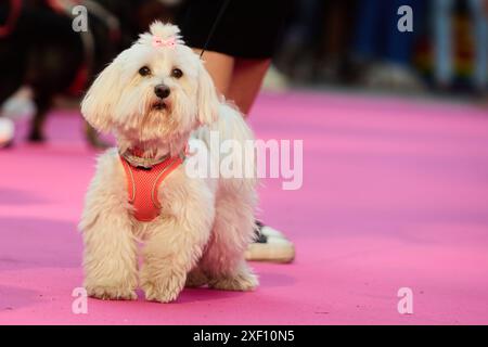 Madrid, Spanien. 30. Juni 2024. Die Veranstaltung Feathers and Paws fördert die Adoption während der Pride-Feiern am 30. Juni 2024 in Madrid. (Foto: Hazhard Espinoza Vallejos/NurPhoto) Credit: NurPhoto SRL/Alamy Live News Stockfoto