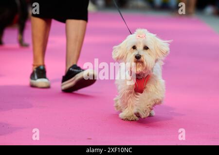 Madrid, Spanien. 30. Juni 2024. Die Veranstaltung Feathers and Paws fördert die Adoption während der Pride-Feiern am 30. Juni 2024 in Madrid. (Foto: Hazhard Espinoza Vallejos/NurPhoto) Credit: NurPhoto SRL/Alamy Live News Stockfoto