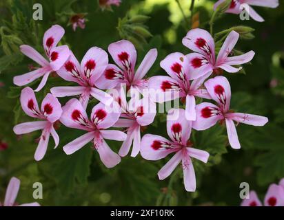 Geranium 'Shannon', Pelargonium 'Shannon', Geraniaceae. Hybrid. Lachsrosa Blüten mit rotem Pestiel im Hals. Feine filigrane Blätter. Stockfoto