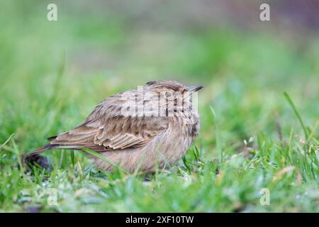 Haubenlark (Galerida cristata) in den Niederlanden Stockfoto