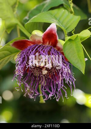 Passionsblume, Passiflora quadrangularis, Passifloraceae. Alias Giant oder Sweet Granadilla, Giant Tumbo oder Badea. Zentralamerika. Stockfoto