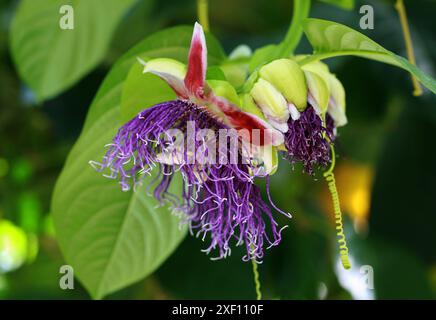 Passionsblume, Passiflora quadrangularis, Passifloraceae. Alias Giant oder Sweet Granadilla, Giant Tumbo oder Badea. Zentralamerika. Stockfoto