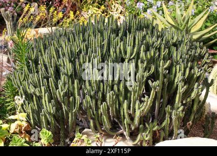 Fish Bone Spurge, Fish Bone Cactus oder Fish Bone Thistle, Euphorbia polyacantha, Euphorbiaceae. Syn. Euphorbia thi. Äthiopien, Afrika. Stockfoto