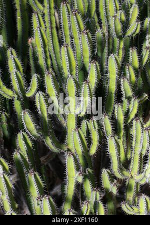 Fish Bone Spurge, Fish Bone Cactus oder Fish Bone Thistle, Euphorbia polyacantha, Euphorbiaceae. Syn. Euphorbia thi. Äthiopien, Afrika. Stockfoto