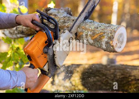 Als Folge des starken Hurrikans Fällen Stadtarbeiter umgestürzte Bäume Stockfoto