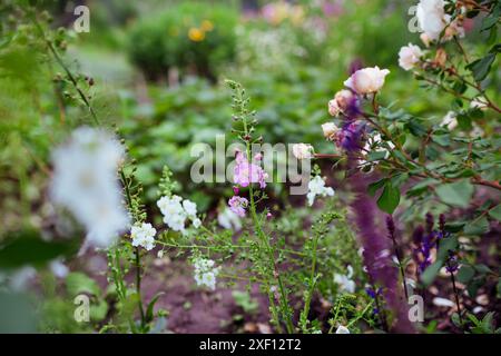 Rosafarbene und weiße verbascum-Blüten blühen im Sommergarten von Rosen und salvia. Mehrjährige Pflanzen wachsen auf dem Blumenbeet. Gartenarbeit Stockfoto
