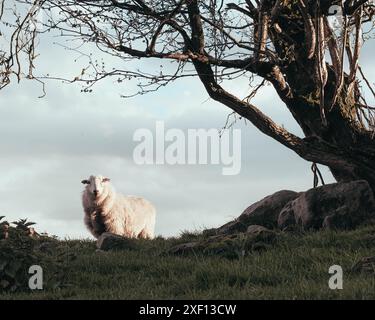 Snowdonia Nationalpark Wildlife Spaziergänge Stockfoto