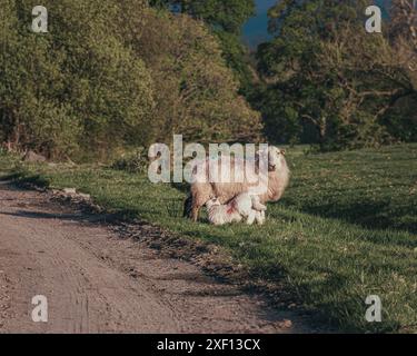 Snowdonia Nationalpark Wildlife Spaziergänge Stockfoto