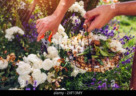 Der Mann hat Rosenblüten im Sommergarten verbringt. Gärtner schneidet verwelkte weiße Blumen mit einem Gartenschere ab und legt sie in einen Metallkorb. Stockfoto