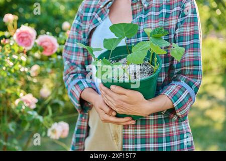 Verwurzelung von Hortensie-Stecklingen, Anbau neuer Pflanzen aus Stecklingen Stockfoto