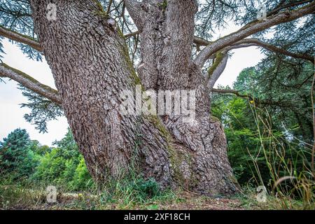 Große alte Schotte Pinus sylvestris mit großem Baumstamm auf einem Feld Stockfoto