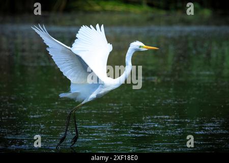 Nahaufnahme eines großen Reiher Ardea alba, weißer Reiher Wasservögel im Flug, Angeln in einem See bei Sonnenuntergang Stockfoto