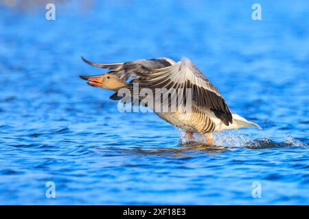 Nahaufnahme der Graugans, Anser Anser, im Flug über der Wasseroberfläche an einem sonnigen Tag mit klarem blauem Himmel Stockfoto