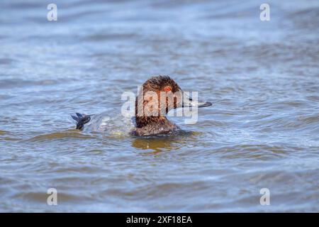 Nahaufnahme eines gewöhnlichen Pochards, Aythya ferina, Wasservögel, die in einem Teich schwimmen. Farbenfroher und sonniger Tag, tiefer Blickwinkel. Stockfoto