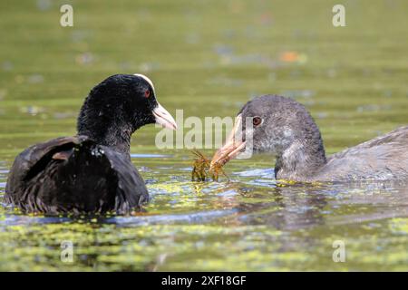 Eurasischen Blässhuhn, Fulica atra, Küken mit rotem Kopf und schwarzen Körper schwimmen. Geringe Sicht, lebendigen Farben und Sonnenlicht. Stockfoto