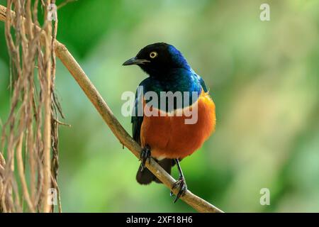 Der superbe Star Lamprotornis Superbus ist ein Mitglied der Sternfamilie der Vögel. Es kann häufig in Ostafrika gefunden werden, einschließlich Äthiopien, so Stockfoto