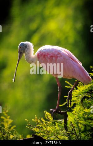 Rosalöffler Platalea ajaja ist ein geselliger waten Vogel der Ibis und Löffler Familie, Threskiornithidae. Stockfoto