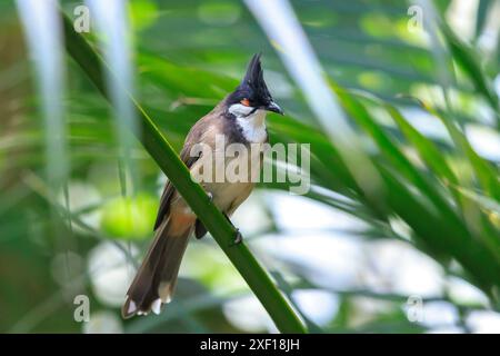 Rot-whiskered oder Crested bulbul, Pycnonotus jocosus, in einem Regenwald gehockt Stockfoto