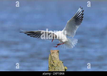 Nahaufnahme von einem Lachmöwe Chroicocephalus Ridibundus, während des Fluges Stockfoto