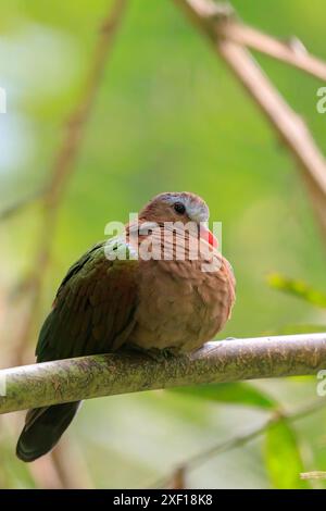 Gemeinsame emerald Taube, Asiatische emerald Taube, oder grau-capped Emerald taube Chalcophaps Indica in einem Regenwald gehockt Stockfoto