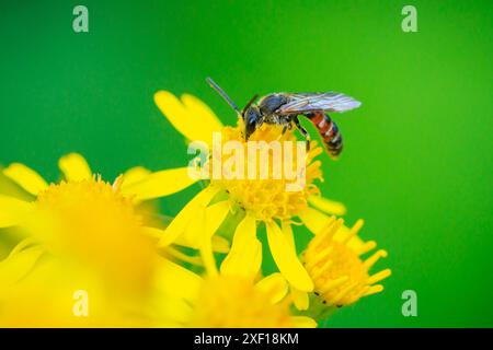 Nahaufnahme eines Lasioglossum calceatum, einer paläarktischen Schweißbienenart, die auf einer gelben Blume bestäubt. Stockfoto