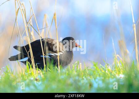 Nahaufnahme einer gemeinen Moorhne Gallinula chloropus, die während der Wintersaison auf der Wiese auf Nahrungssuche ist. Der Hintergrund ist grün, selektiver Fokus wird verwendet. Stockfoto