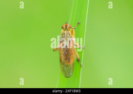 Auch die Nahaufnahme eines männlichen Scathophaga stercoraria, Insekt, wie die gelbe Mist fliegen oder das Golden Mist fliegen bekannt, ruht auf einem grünen Blatt Stockfoto