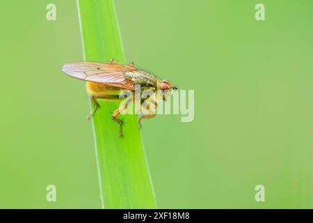 Auch die Nahaufnahme eines männlichen Scathophaga stercoraria, Insekt, wie die gelbe Mist fliegen oder das Golden Mist fliegen bekannt, ruht auf einem grünen Blatt Stockfoto