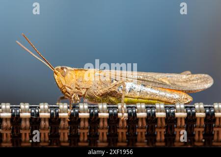 Ein Grashüpfer in Nahaufnahme, auf einer strukturierten Oberfläche, auf einem unscharfen neutralen Hintergrund Stockfoto