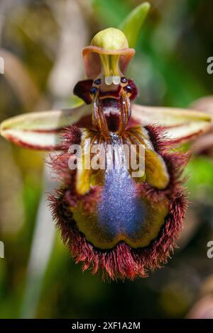 Spiegelorchidee (Ophrys speculum), Orchidaceae. Knollenkraut, spontane Orchidee, Wildpflanze. Blaue Blumen. Stockfoto