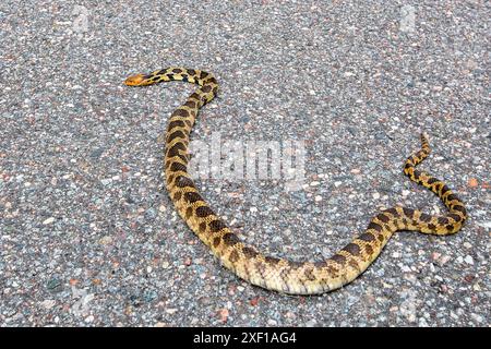 Eastern Fox Snake (Elaphe vulpina) überquert die Straße, horizontal Stockfoto